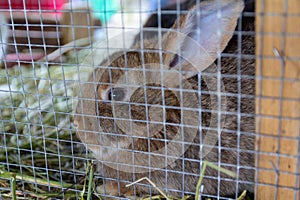 Pedigree rabbit sits in a cage