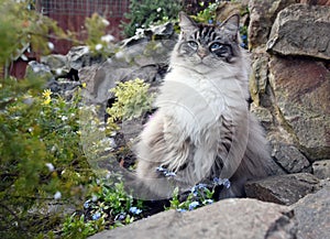 PEDIGREE RAGDOLL CAT