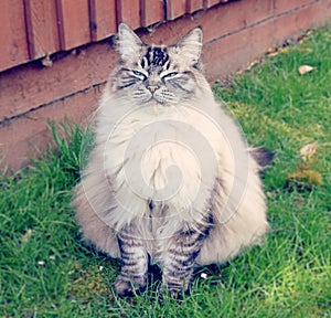 PEDIGREE RAGDOLL CAT