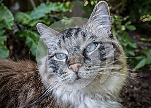 Pedigree Ragdoll cat outdoor portrait