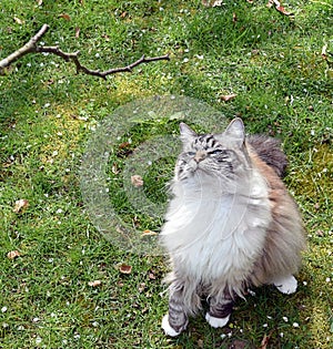 PEDIGREE RAGDOLL CAT PLAYING OUTDOORS