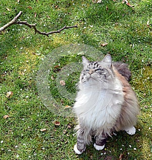 PEDIGREE RAGDOLL CAT PLAYING OUTDOORS