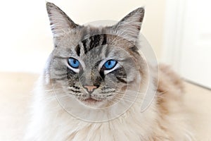 PEDIGREE RAGDOLL CAT PORTRAIT