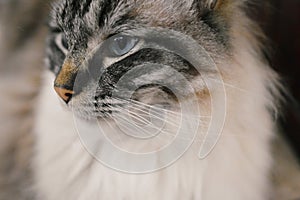 PEDIGREE RAGDOLL PORTRAIT