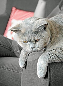 Pedigree sofa cat