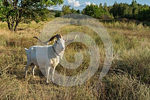 Pedigree white goat with abnormally enormous horns standing on a summer pasture