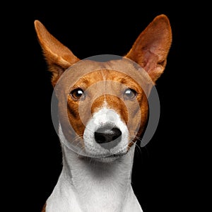 Pedigree White with red Basenji Dog on Isolated Black Background