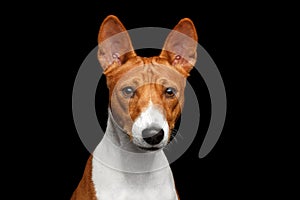 Pedigree White with red Basenji Dog on Isolated Black Background