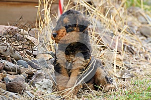 Pedigreed Airedale Terrier puppy exploring his new world