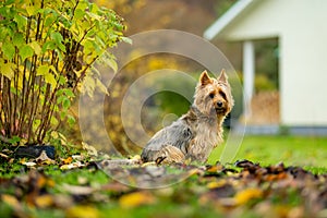 Pedigreed australian terrier dog having fun in late autumn garden