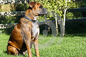 A pedigreed Boxer dog enjoying the warm day