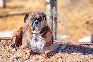 Pedigreed Boxer laying in the back yard in autumn.