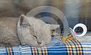 Pedigreed british shorthair cat. cute little kitten is lying and sleeping. cat smoky colour