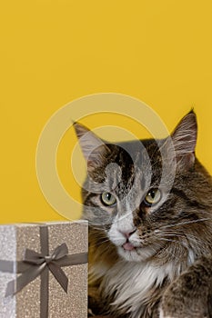 A pedigreed cat and a gift box on a yellow background. A Maine Coon cat. Holidays and events