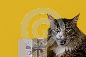 A pedigreed cat and a gift box on a yellow background. A Maine Coon cat. Holidays and events