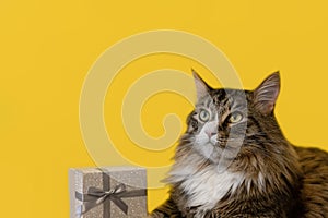 A pedigreed cat and a gift box on a yellow background. A Maine Coon cat. Holidays and events