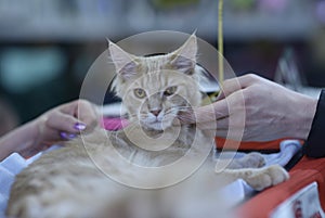 Pedigreed cat of Maine Coon breed standing on a table, a judge hands holding it estimating its color and proportions