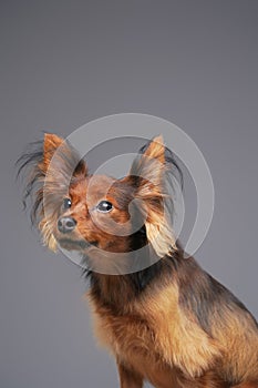 Pedigreed cute dog with long fluffy fur against gray background