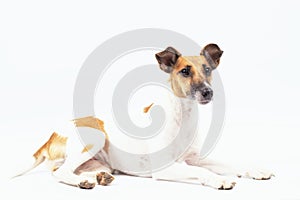 Pedigreed dog is lying on a white background