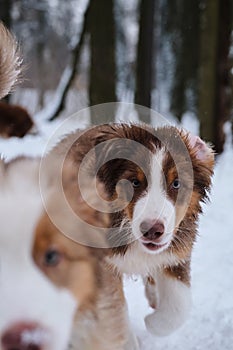 Pedigreed dogs. Two Australian Shepherd puppies are quickly running forward with serious faces, one is clear, other is out of