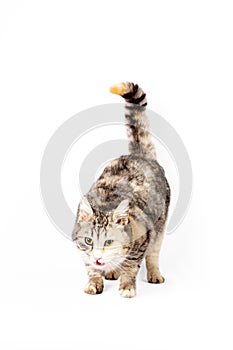 Pedigreed furry spotted cat growls