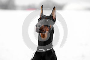 pedigreed german doberman pincher portrait with cropped ears and tail