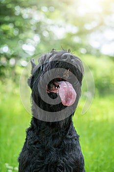 Pedigreed giant schnauzer with the tongue out on green sunny summer background.