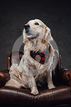 Pedigreed golden retriever relaxing on a armchair in dark background
