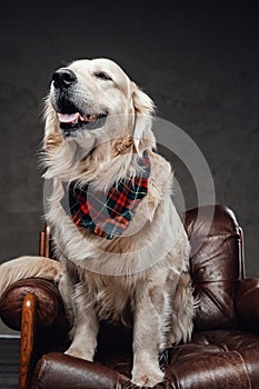 Pedigreed golden retriever relaxing on a armchair in dark background