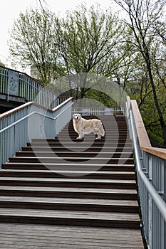 Pedigreed Golden Retriever on a walk in the park stands on stairs and looks into the distance. Photo of a dog. Dogs and pets love.