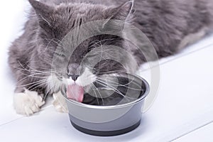 Pedigreed gray cat, sitting on a white background, next to a bowl of water and drinking water