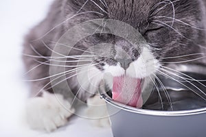 Pedigreed gray cat, sitting on a white background, next to a bowl of water and drinking water