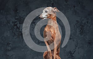 Pedigreed italian greyhound dog with short brown fur