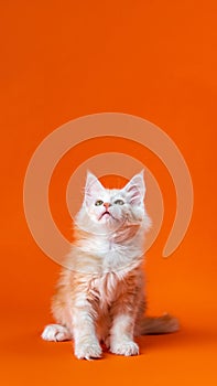 Pedigreed little cat with beautiful furry red silver fur sitting with head up on orange background