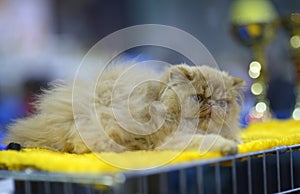 Pedigreed Persian exotic cat lying on a table, blurred awards on a background. Cat show.