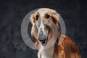 Pedigreed persian greyhound with slim body and fluffy fur