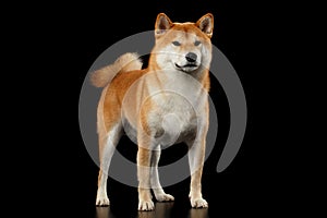 Pedigreed Red Shiba inu Dog Standing on Black Background