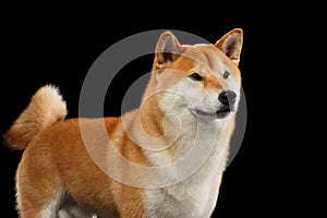 Pedigreed Red Shiba inu Dog Standing on Black Background