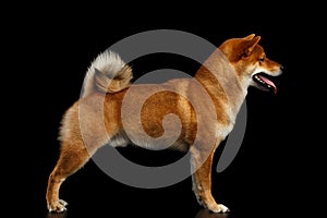 Pedigreed Red Shiba inu Dog Standing on Black Background