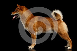 Pedigreed Red Shiba inu Dog Standing on Black Background