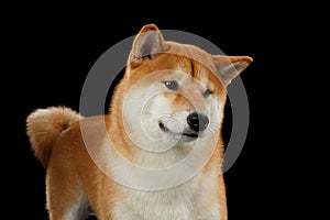 Pedigreed Red Shiba inu Dog Standing on Black Background