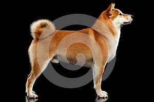 Pedigreed Red Shiba inu Dog Standing on Black Background