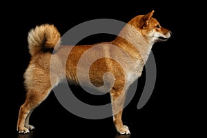 Pedigreed Red Shiba inu Dog Standing on Isolated Black Background