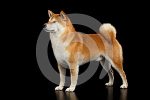 Pedigreed Red Shiba inu Dog Standing on Isolated Black Background