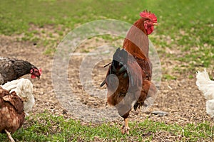 A pedigreed rooster of bright plumage surrounded by chickens on the infield. Selective focus