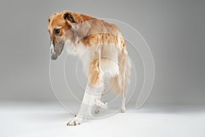 Pedigreed saluki dog with fluffy fur walking against grey background