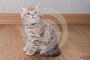 Pedigreed Scottish Straight kitten