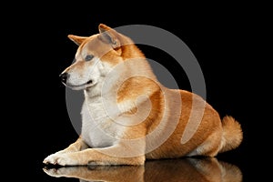 Pedigreed Shiba inu Dog Lying, Looks closely, Black Background