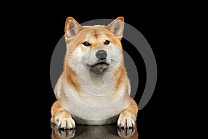 Pedigreed Shiba inu Dog Lying, Looks closely, Black Background