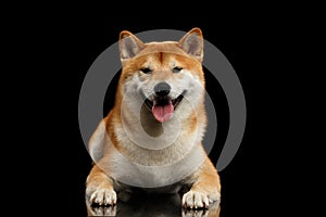 Pedigreed Shiba inu Dog Lying, Smiling, Looks Curious, Black Background